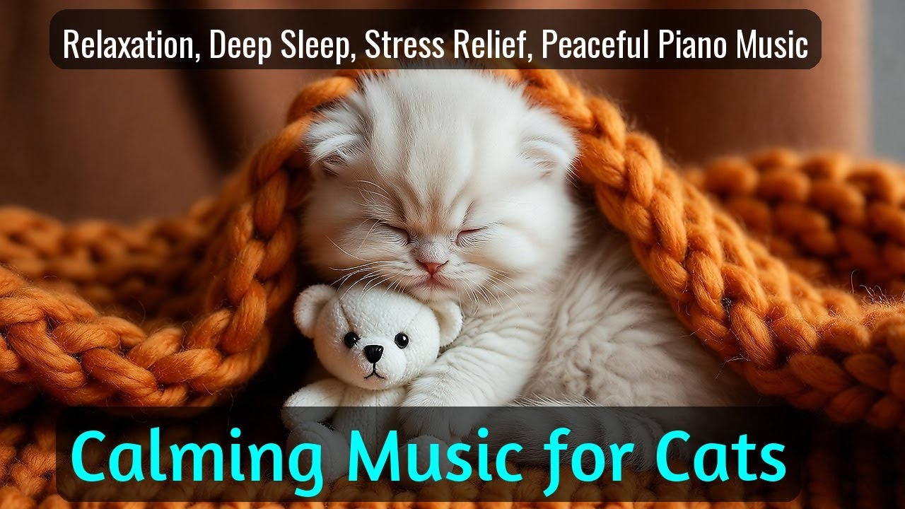 LIVE 🐾 Cat Chill Music for Night Rest 🐱 | Season 55