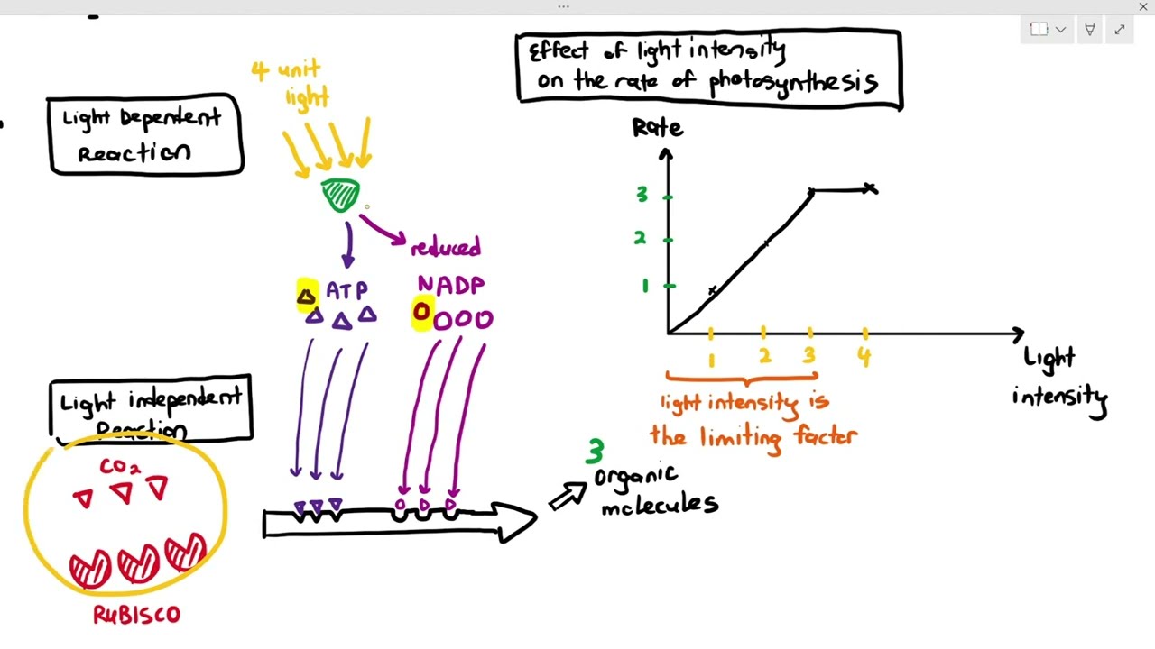 13-7 Limiting Factors in Photosynthesis (Cambridge AS A Level Biology, 9700)