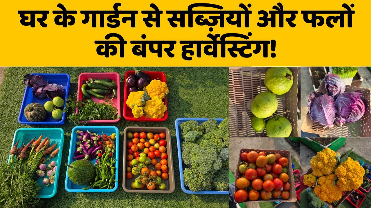 घर के गार्डन से सब्ज़ियों और फलों की बंपर हार्वेस्टिंग 🍅🍓Home Garden Vegetables & Fruits Harvesting