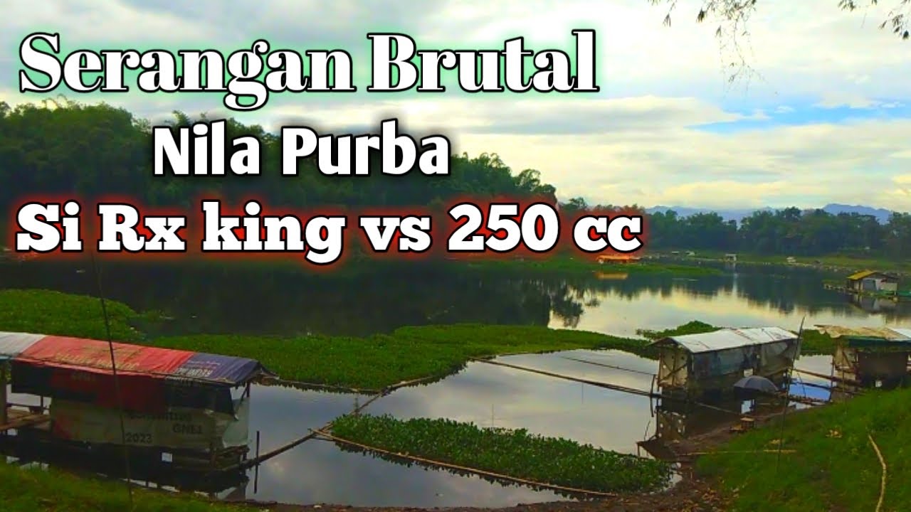 Gacoorrrr ll serangan brutalll nila purba ll mancing saguling 2025