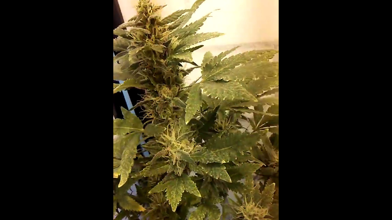 Poor mans grow
