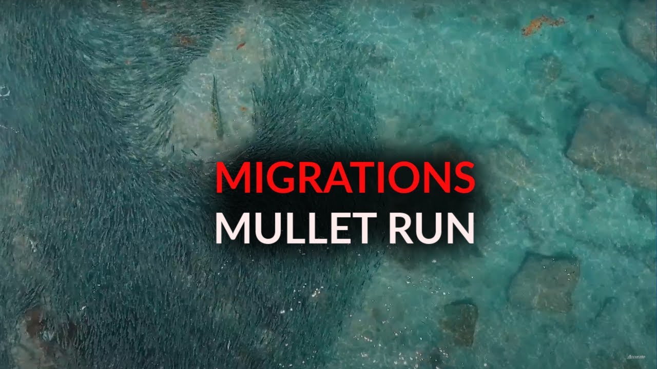 MIGRATIONS - MULLET RUN | ACCURATE FISHING (Part 3)