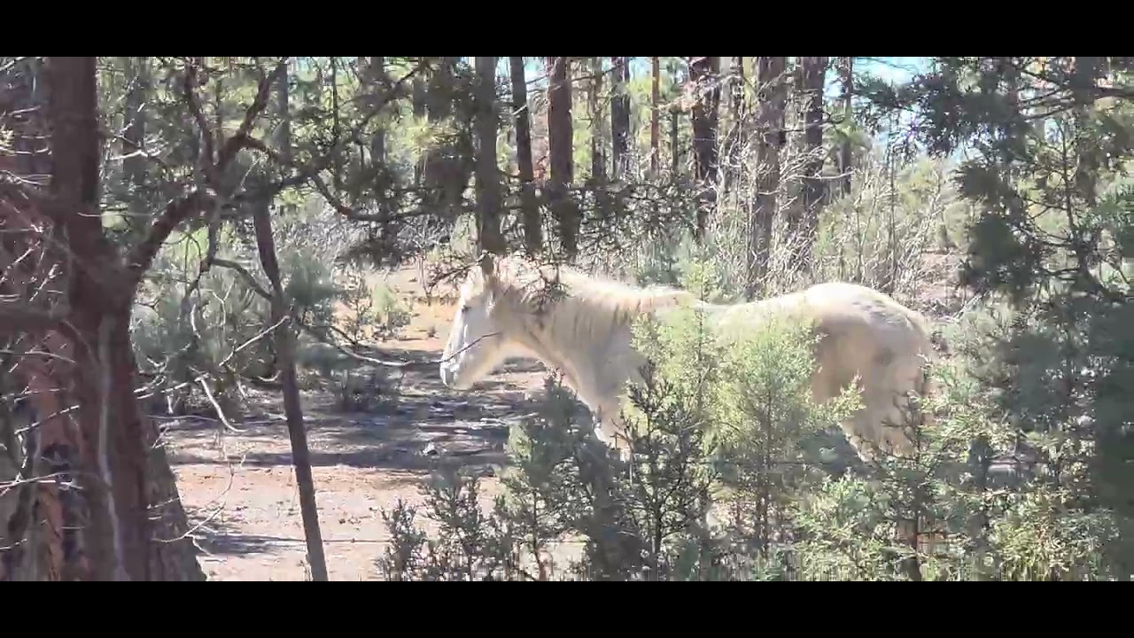 White Mountain Urban Farms | Wild Horses 🐎 