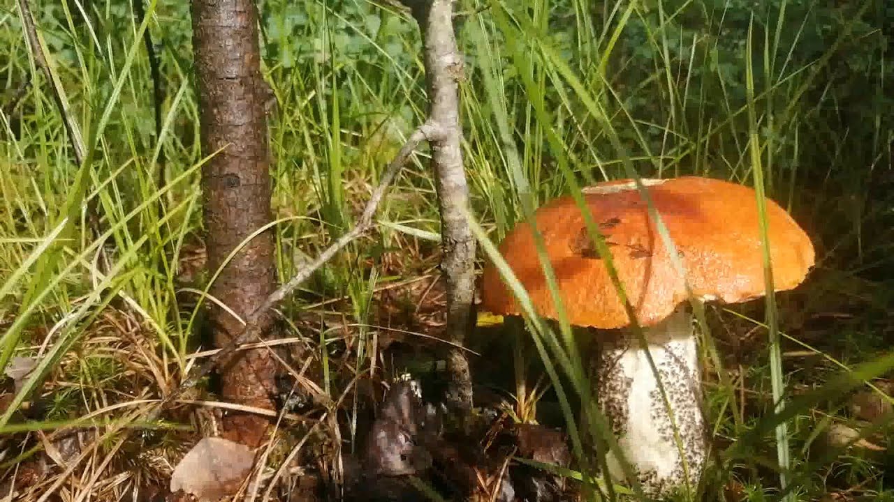 Там нас ждали полчища подосиновиков