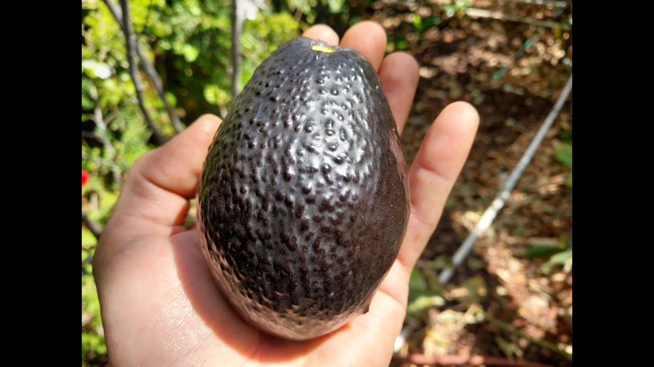 Growing Avocado in the desert! The Holy Grail of Arizona Gardening!