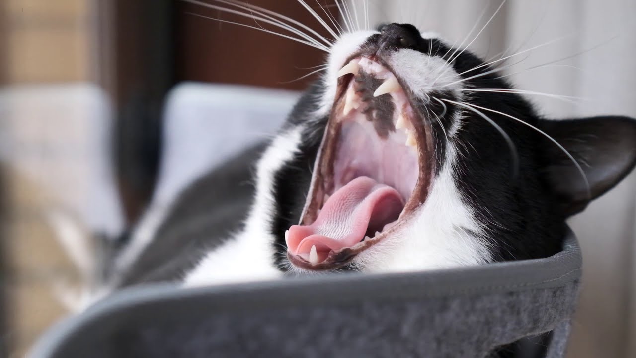Crespim The Cat - Cinematic Video