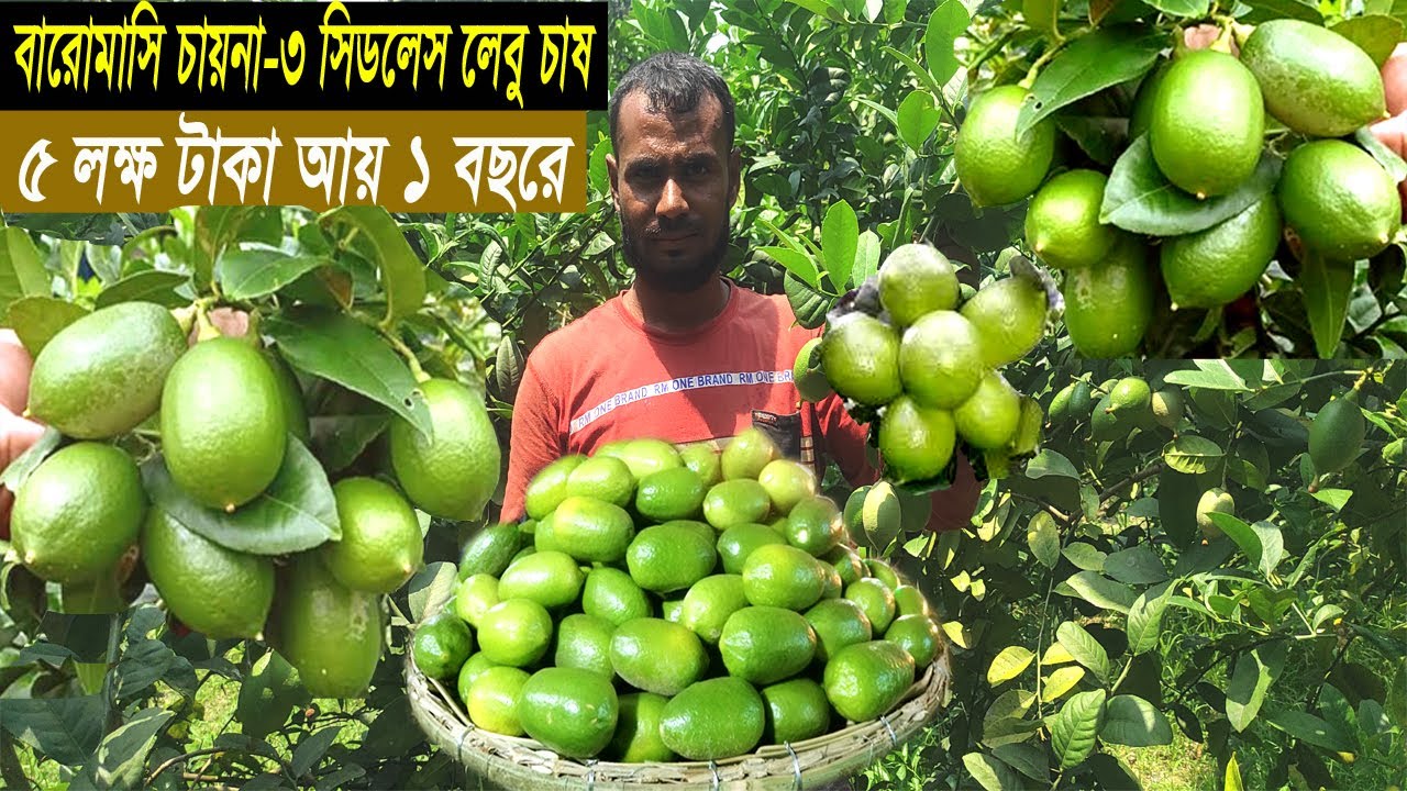 লেবু চাষ করে ৫০০০০০ টাকা আয় ১ বছরে - লেবু চাষ পদ্ধতি ও আয় ব্যয় - Seedless Lemon Farming Bangladesh
