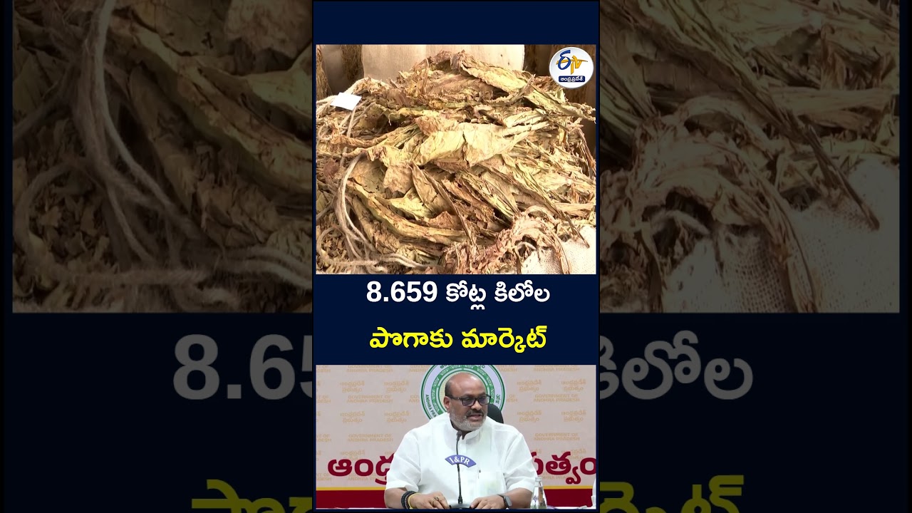 8 659 కోట్ల కిలోల పొగాకు మార్కెట్#TobaccoMarket #TobaccoIndustry #TobaccoMarketUpdate