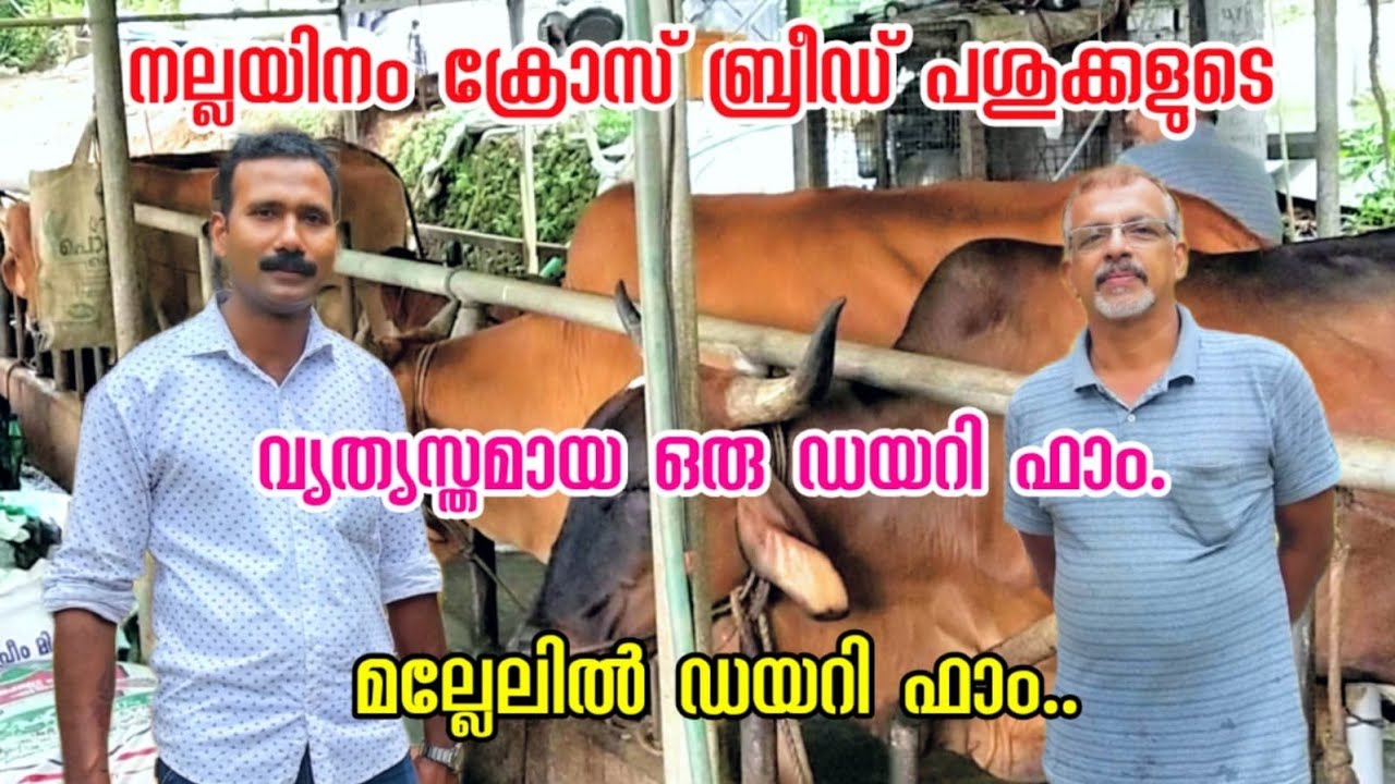 തനത് നാടൻ പശുക്കളുടെയും ക്രോസ് ബ്രീഡ് പശുക്കളുടെയും ഒരു അടിപൊളി ഡയറി ഫാം / RG Farming