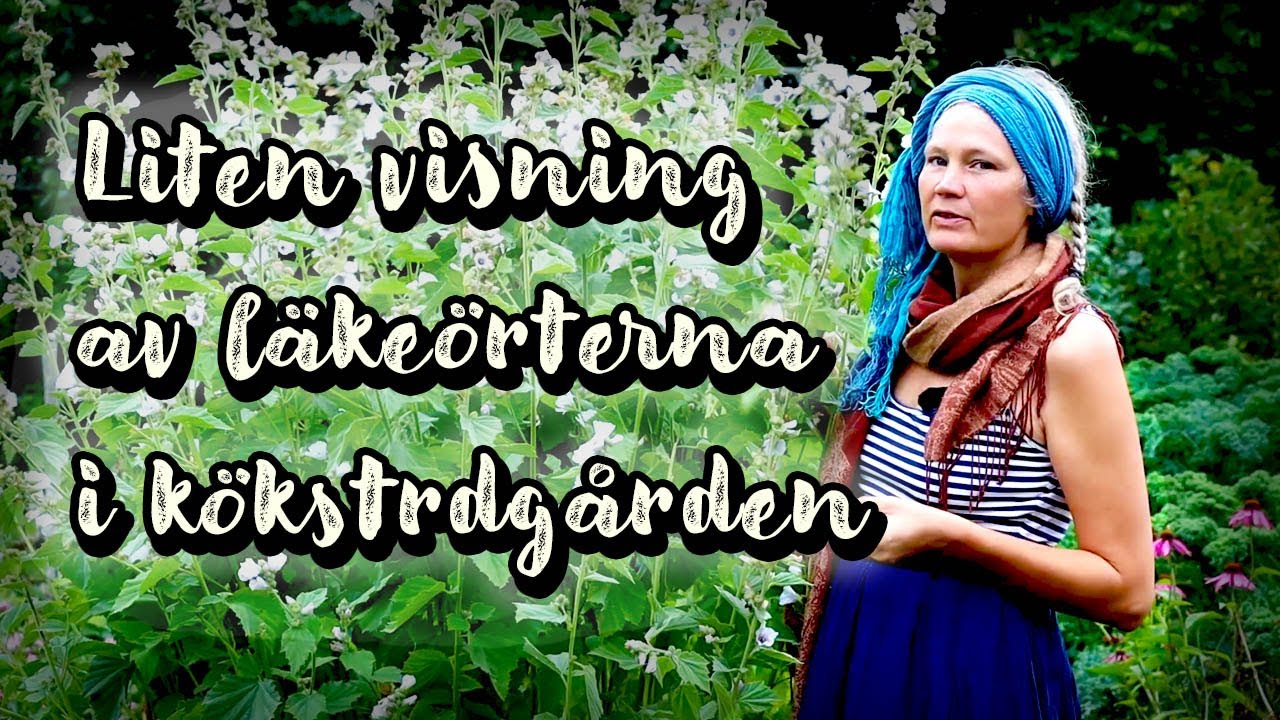 Vilka läkeväxter odlar vi i Köksträdgården? Underbara örter!