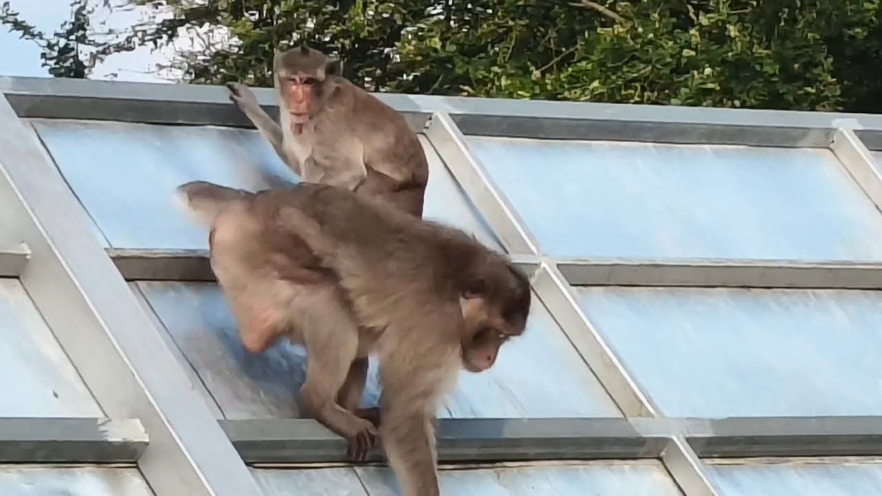Monkeys like to eat bananas