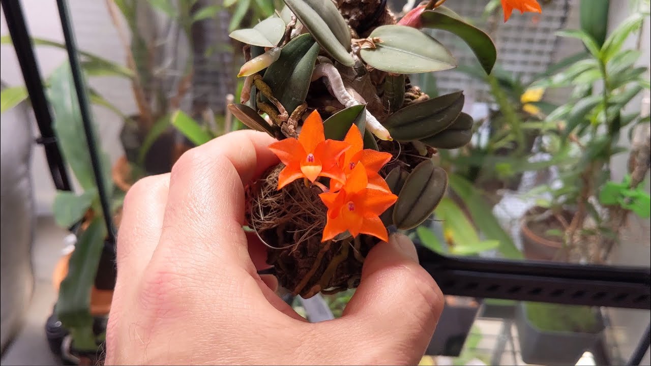 Terrarium Setups & Automated Controls