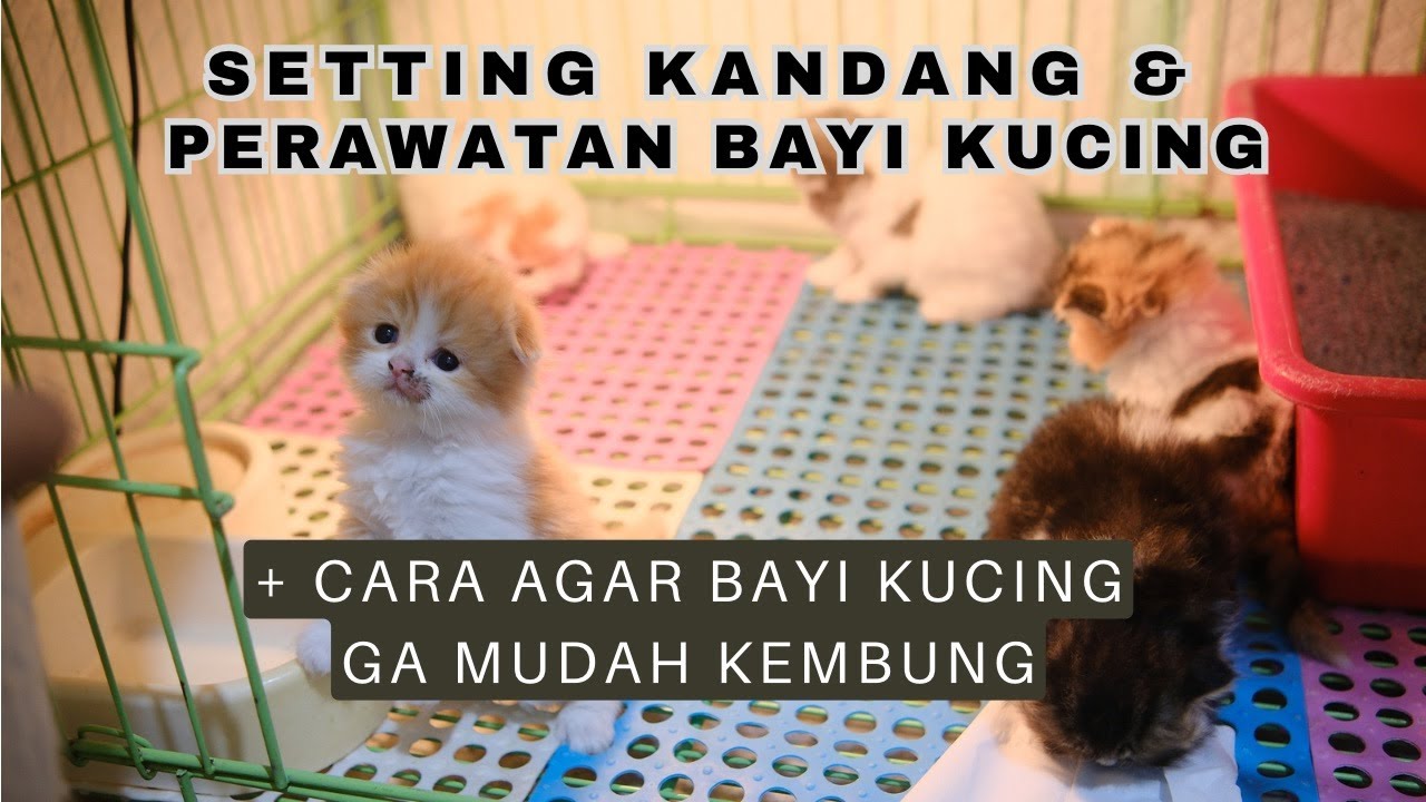 PERAWATAN BAYI KUCING + SETTING KANDANG KUCING LAHIRAN !!!