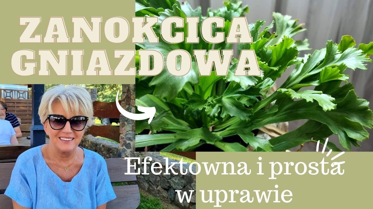 POROZMAWIAJMY O ASPLENIUM - PROSTE W UPRAWIE ROŚLINY