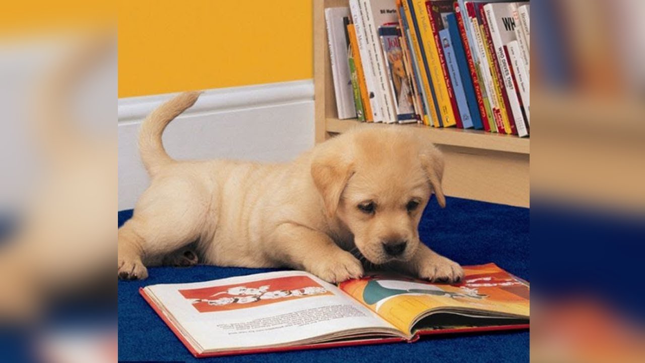 Homeless Dog Steals Book About &lsquo;Abandonment&rsquo; and Changes His Life Forever