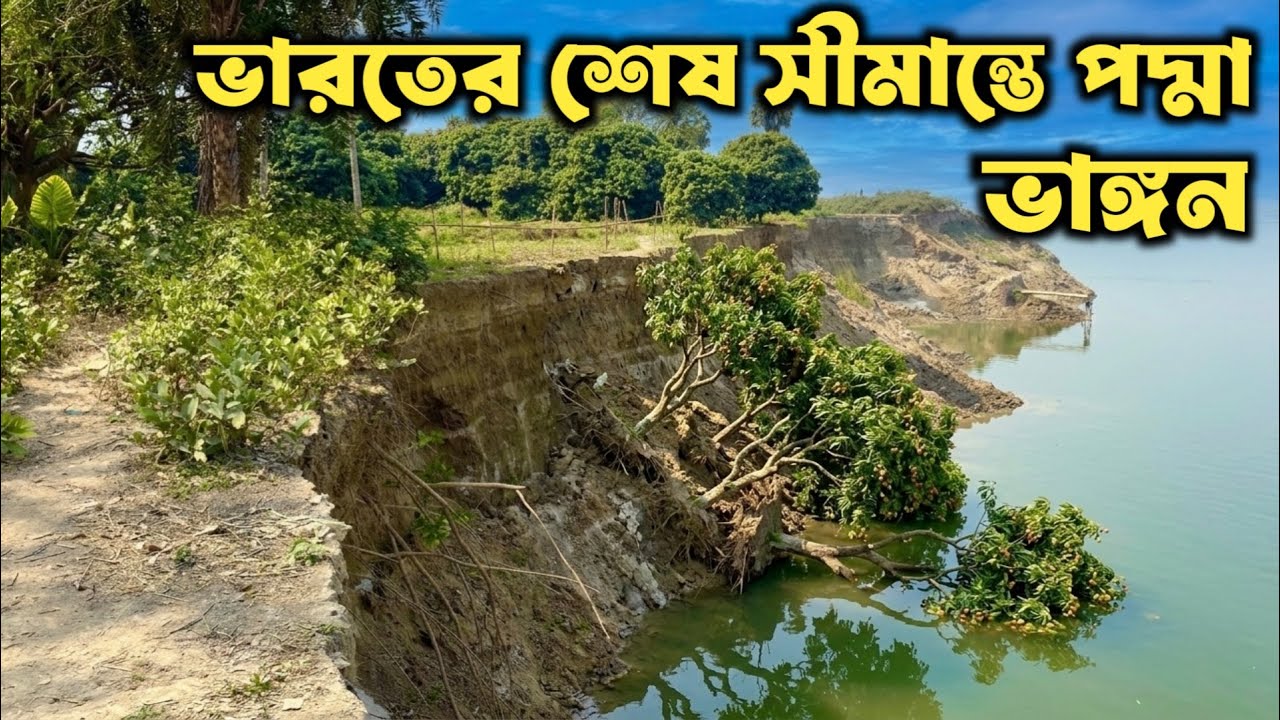 ১০ বিঘা লিচু বাগান শেষ || ভারতের শেষ সীমান্তে পদ্মা ভাঙন village Destitute by Padma river Erosion ||