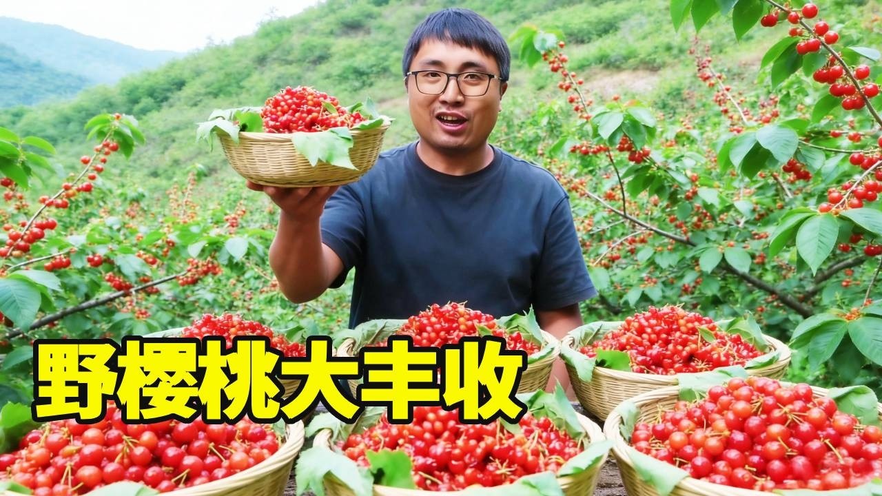 野樱桃自由终于实现啦！冬宝进山摘回满满一大筐，满树都是成串的果子也太丰收啦～【湘西冬宝】