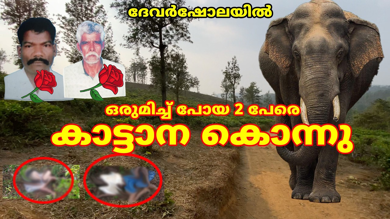ദേവർഷോലയിൽ 2 വൃദ്ധന്മാരെ കാട്ടാന അതിക്രൂരമായി കൊന്നു #forest #elephant #nilgris #tamilnadu #wildlife