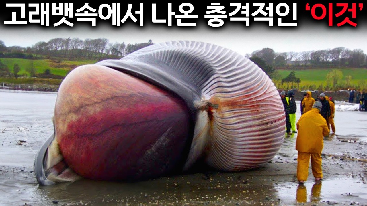 설명 할 수 없는 흰수염고래가 남긴 소름끼치는 흔적들