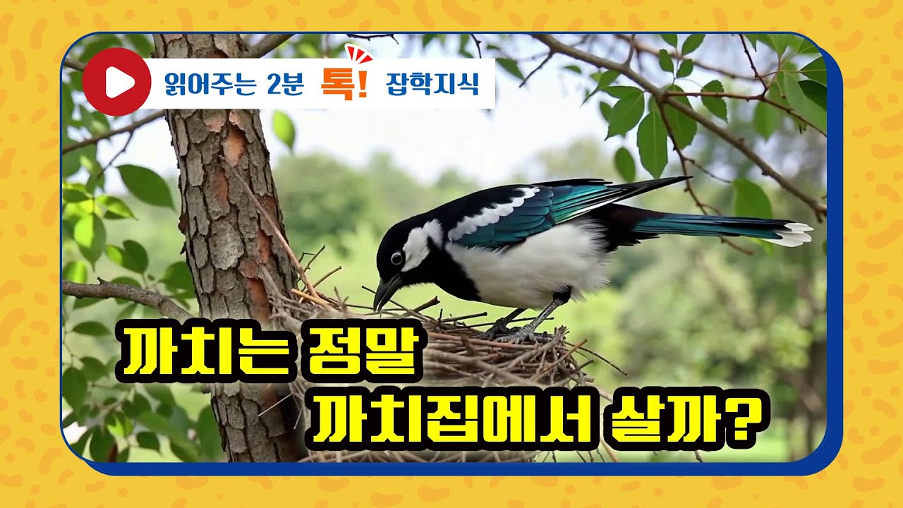 까치는 정말 까치집에서 살까? #까치 #까치집 #둥지  #잡학지식 #잡학사전