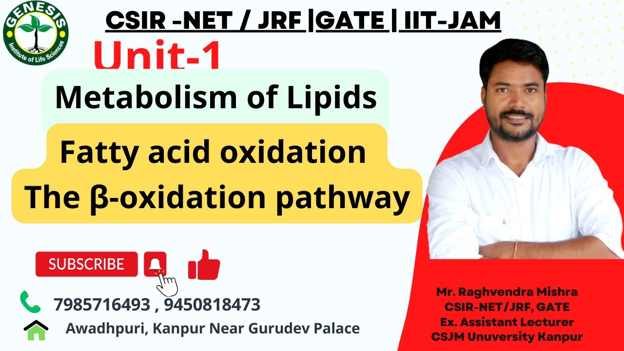 Metabolism of Lipids | Fatty acid oxidation | The β-oxidation pathway |  L-17