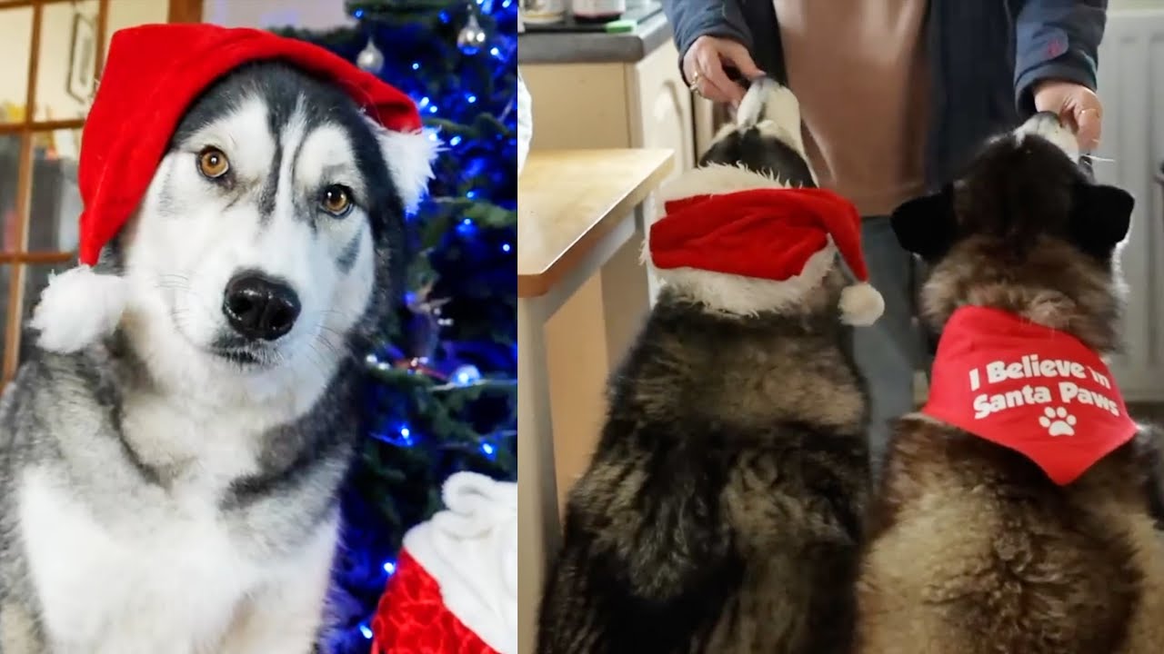 Husky Celebrating Christmas In The Best Ways! & With Best Friend!