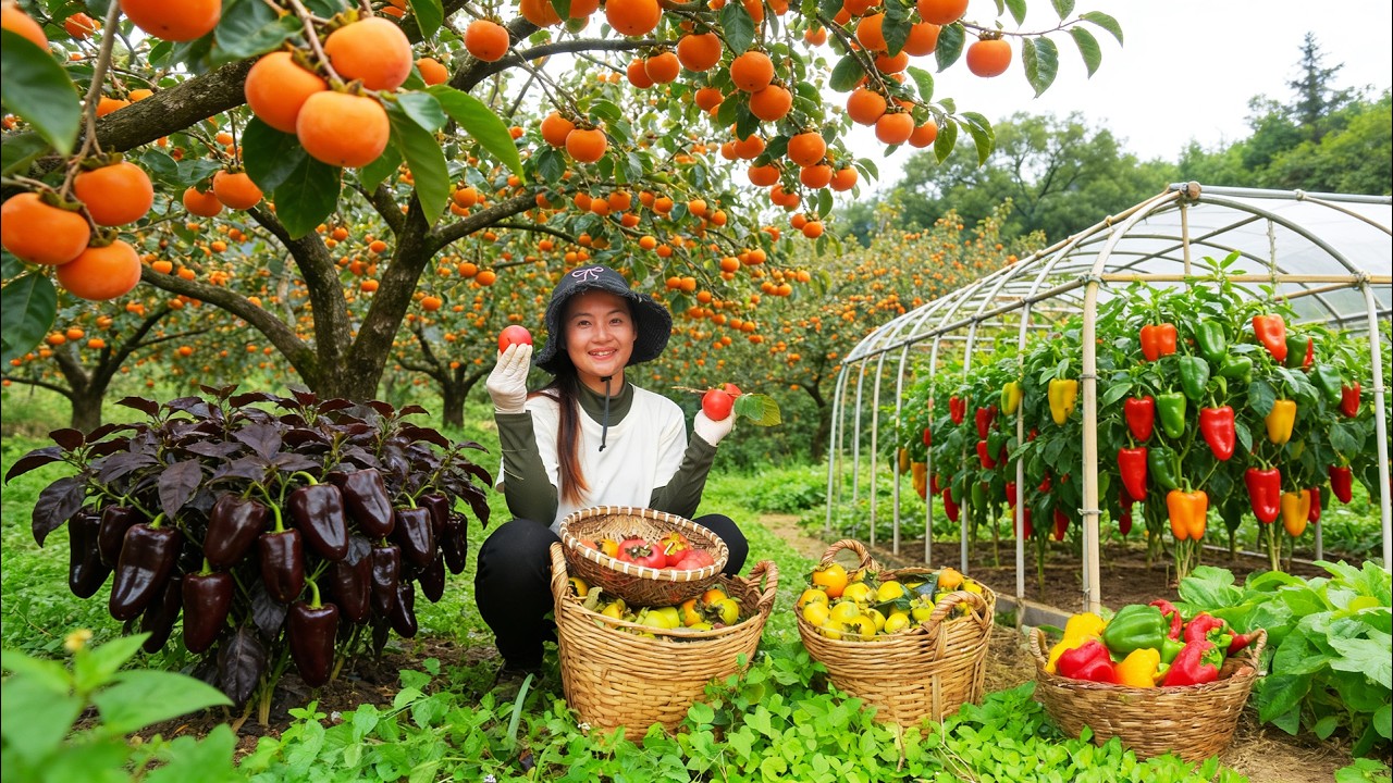 Harvest Persimmons, Bell Peppers, And Palermo Peppers To Sell At The Market – Cut The Grass
