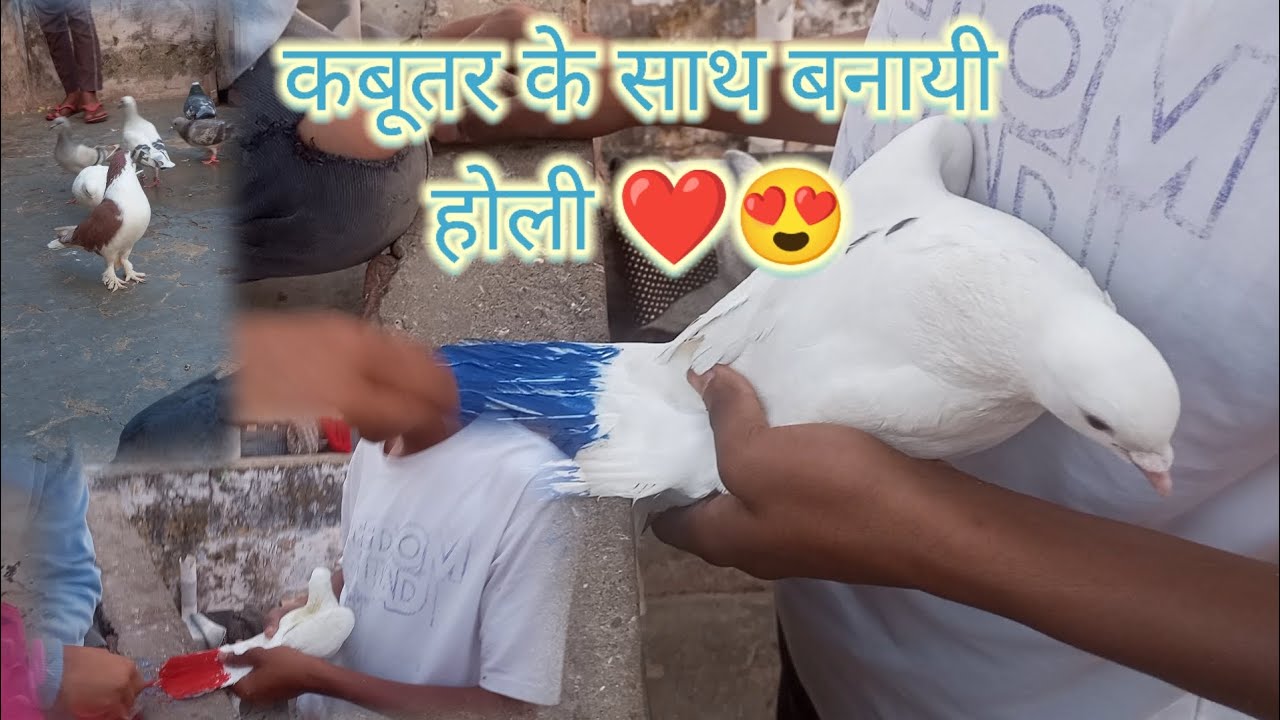 सफेद कबूतर के साथ खेली होली कबूतरों पर किया कलर 😍2026 का नया व्लॉग#pigeon#kabutarlover#raisenpigeons