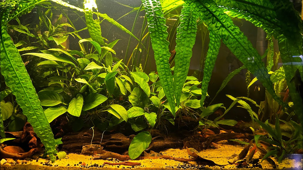 Tanie akwarium 72 litrowe. Trochę więcej o moich Kakadu.