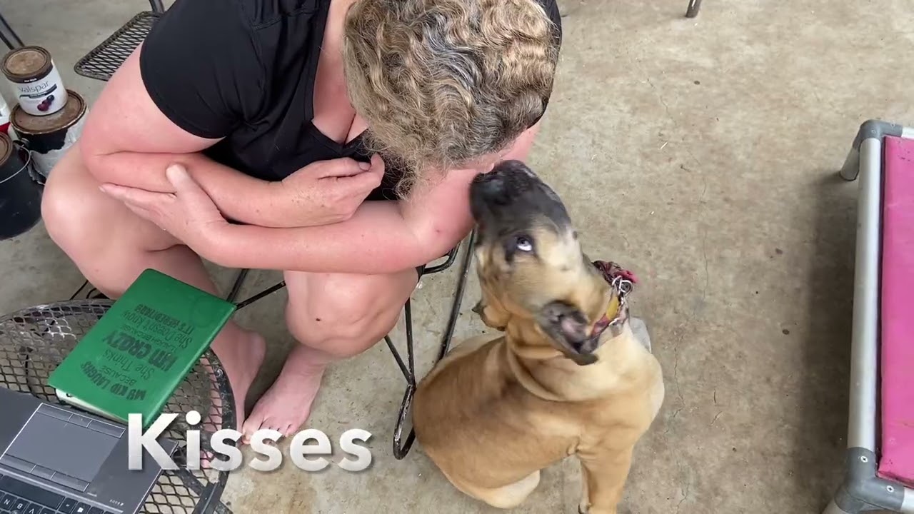 Maybelline AKC Trick Dog Novice Video