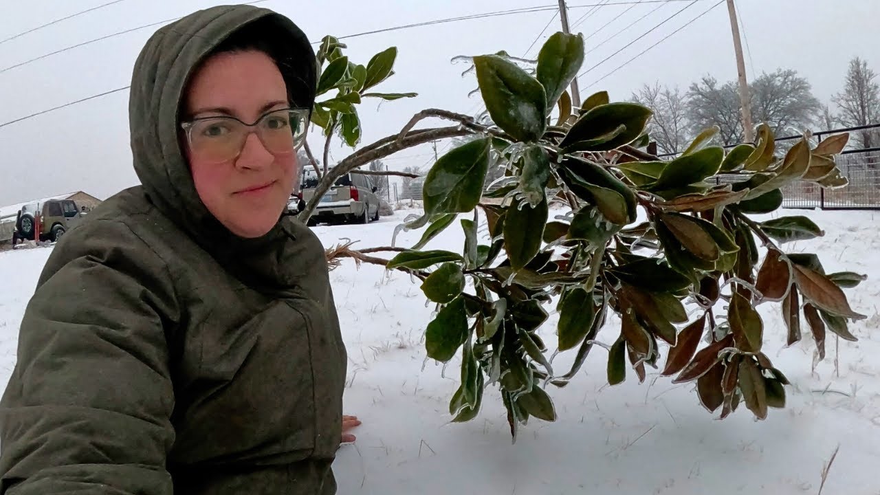The Ice Has Arrived! (Hanging in There...) Ice Storm Southwestern KY