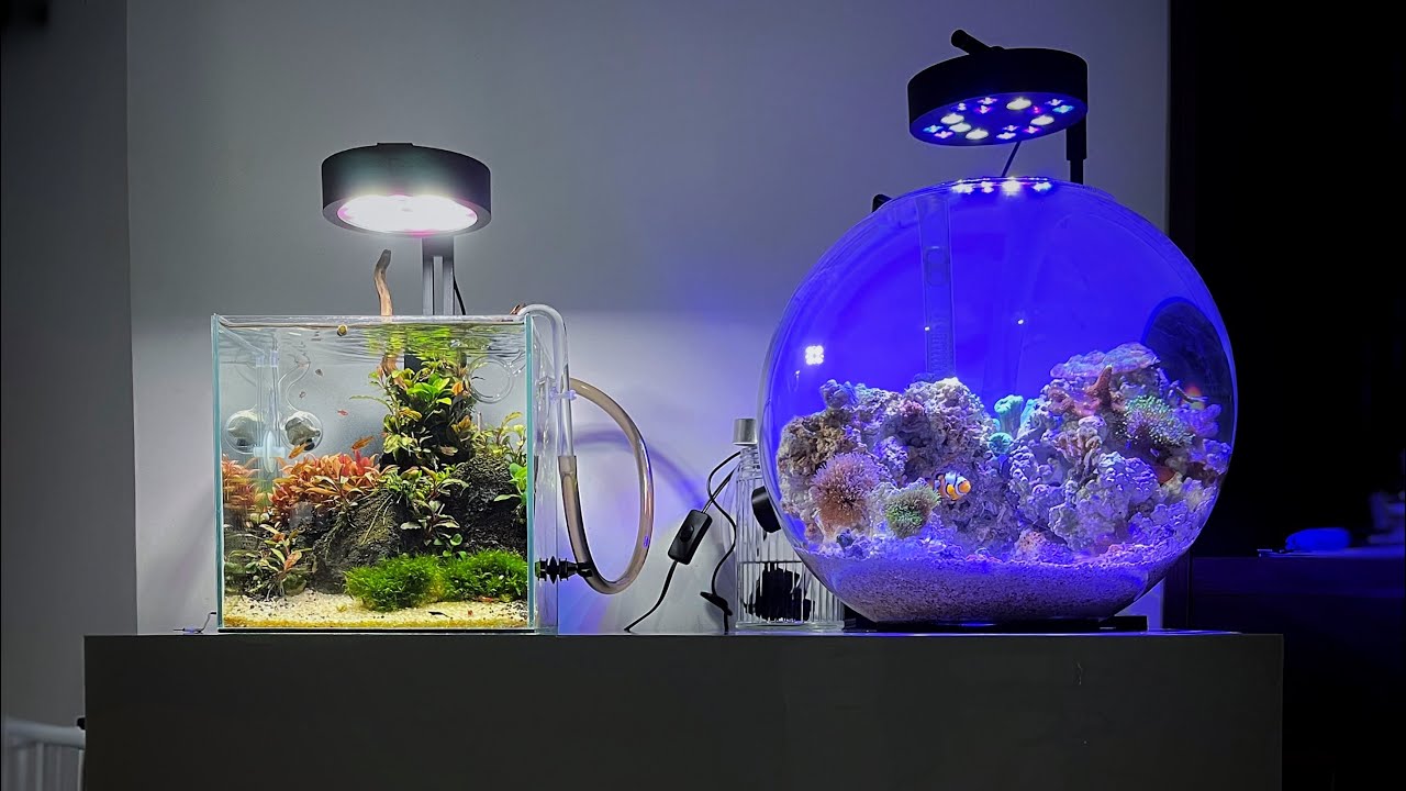 AQUÁRIO NANO #57 | MARINHO OU PLANTADO? QUAL MAIS FÁCIL?