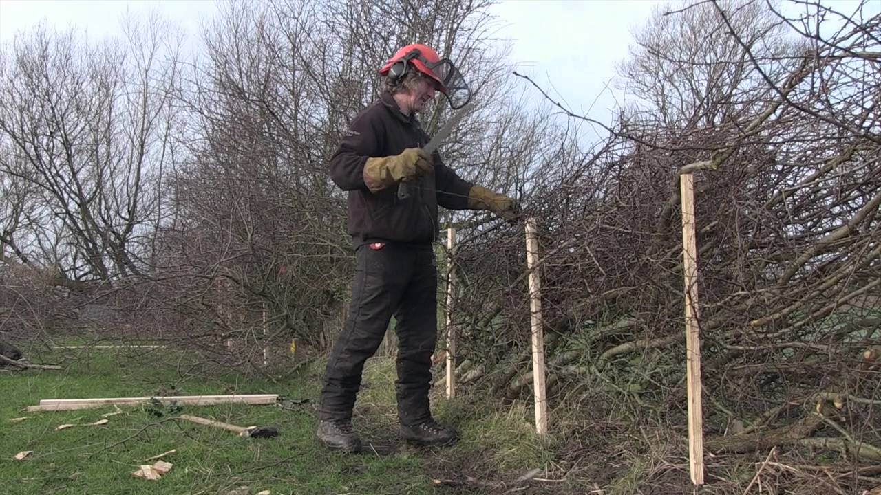 Wyre and Myerscough Hedgelaying Competition 2016