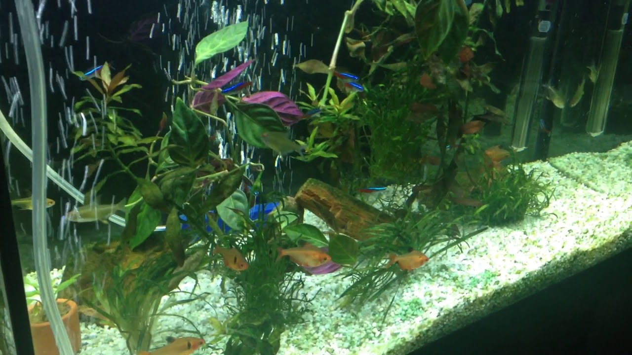 Lemon Tetras being a little aggressive