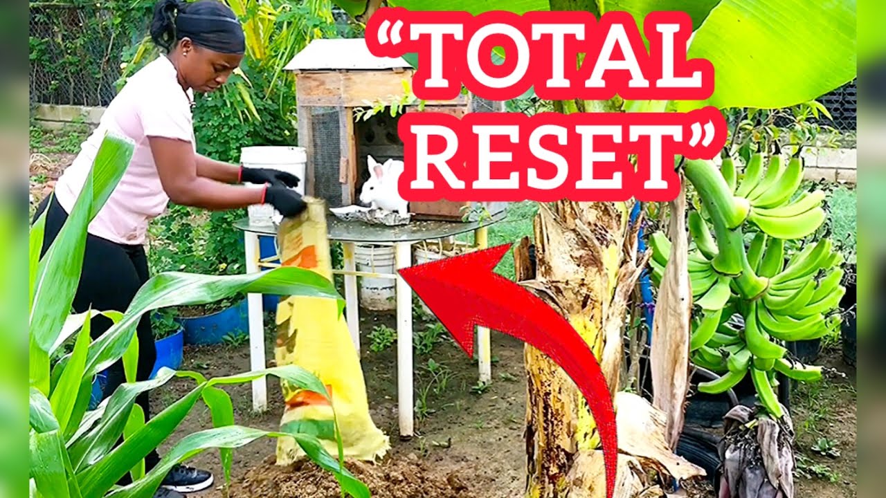 I Let My Food Forest Grow Wild… Then I Reset Everything 🌿😳