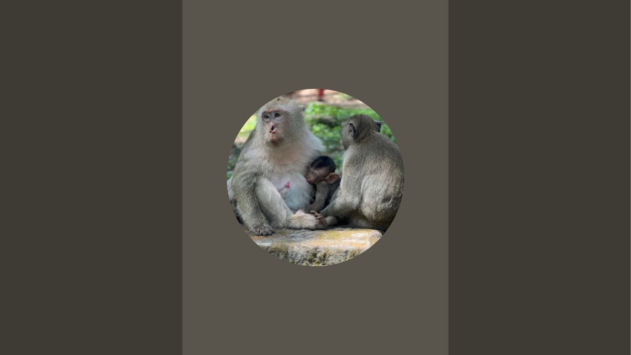 Monkey natural