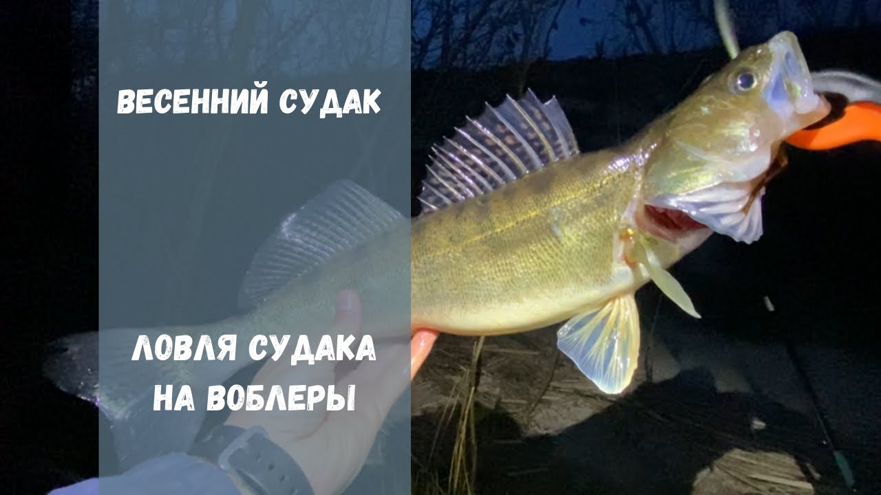 Ловля ночного судака | Рыбалка на воблеры | Судак 2025