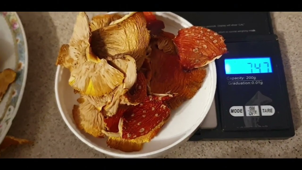 Ambrozja z Muchomora - Odkryj Tajemnice Amanita Muscaria!