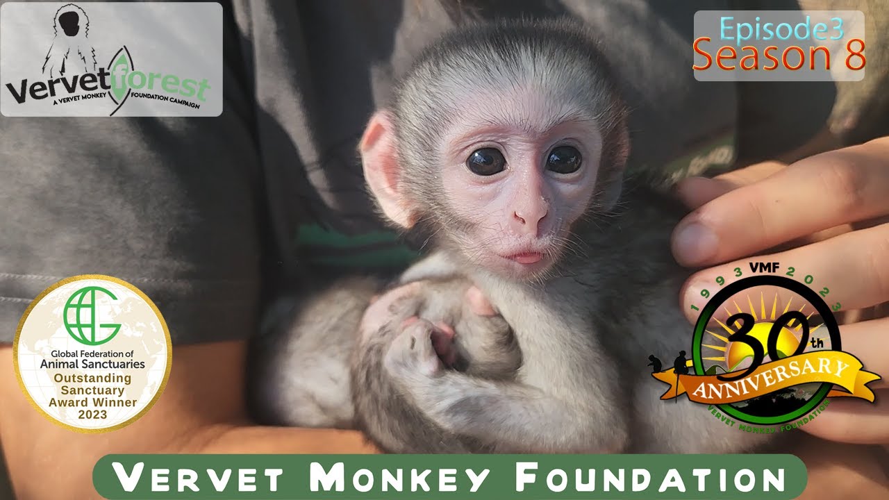 Three Baby monkeys move to Disneyland