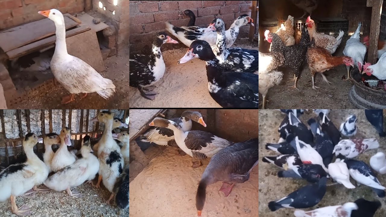 #روتين عند الطيور مع تطهير وتعقيم السطح علشان بيوتنا تكون ملينه بالخير كله🐓 طيور ام فيلو 😉