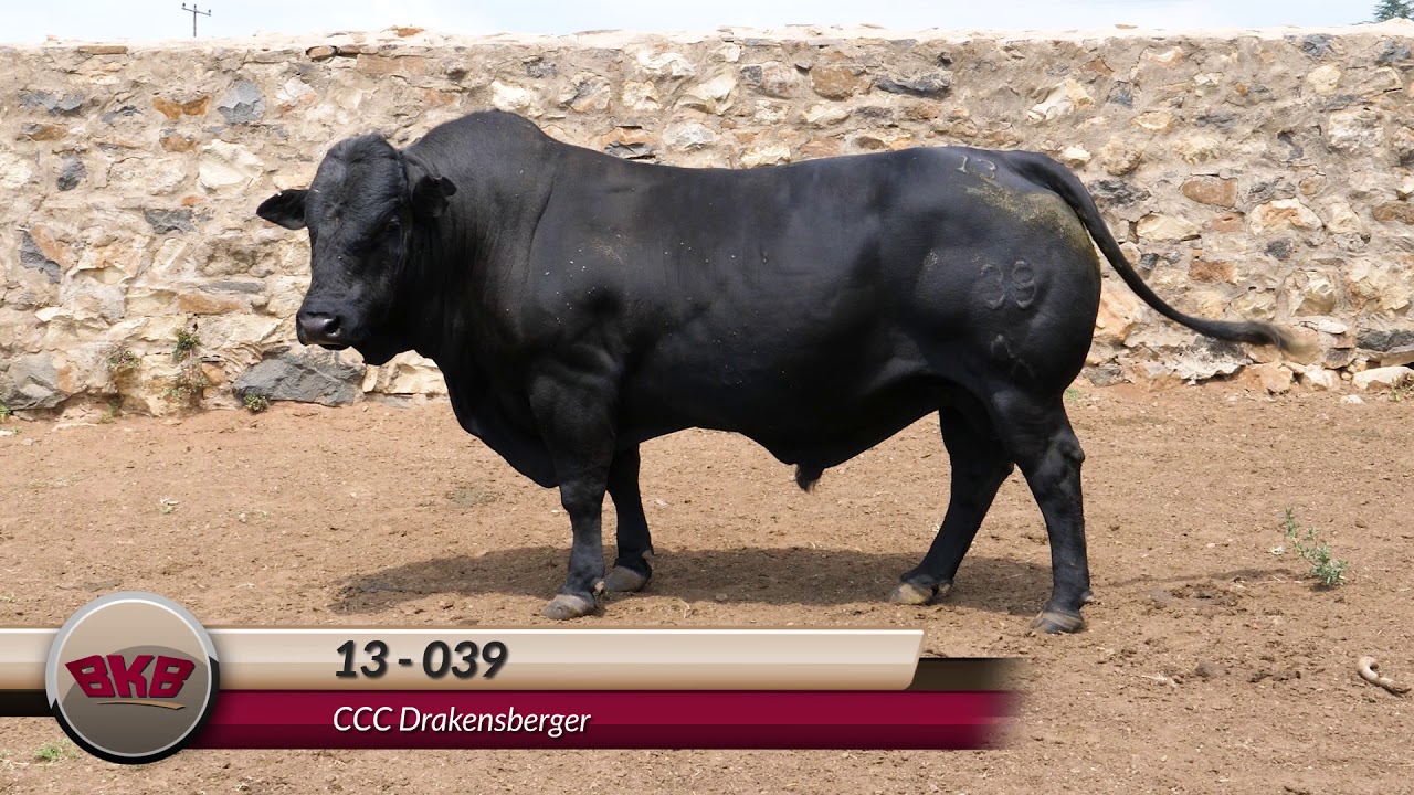 CCC Drakensberger Pre Auction HD