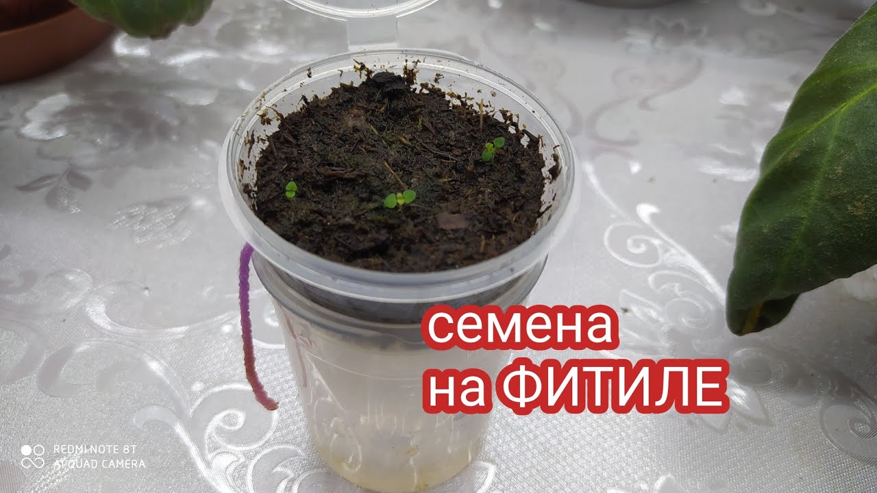 ПОСЕВ СЕМЯН ГЛОКСИНИИ,НА ФИТИЛЬНОМ ПОЛИВЕ.