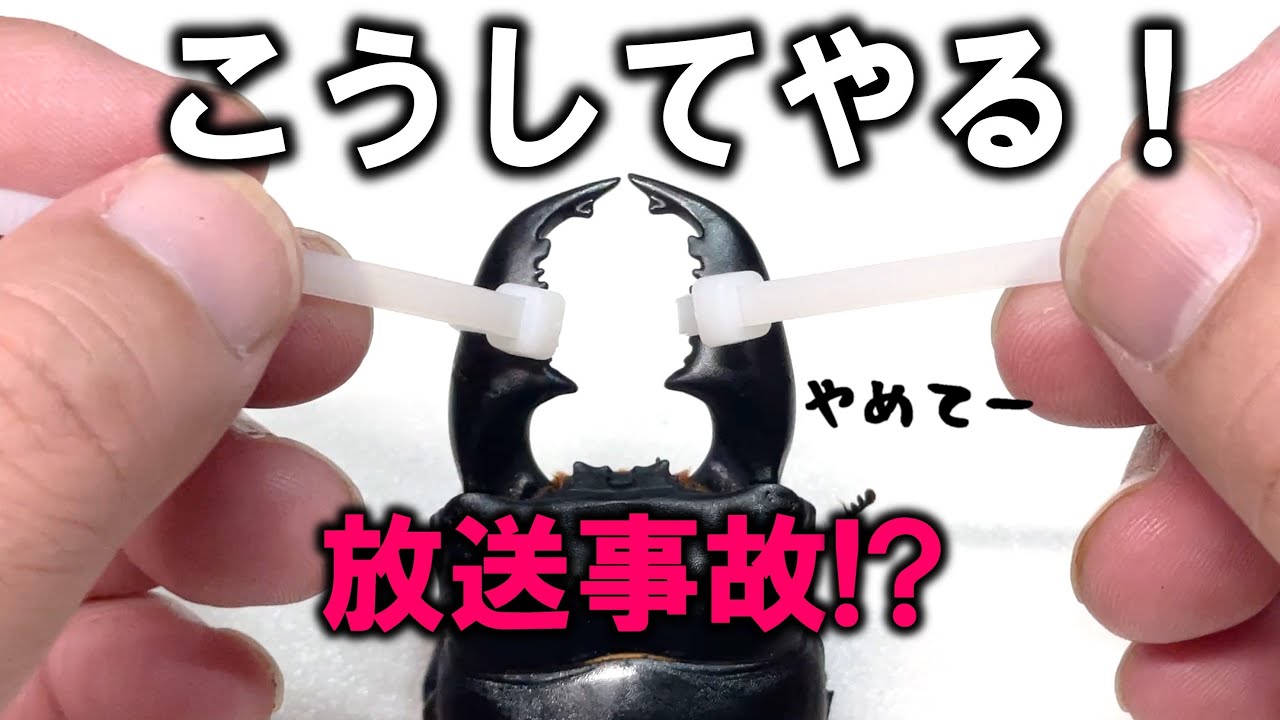 まさかの事故が…狂暴なクワガタのオスのアゴを縛った結果…