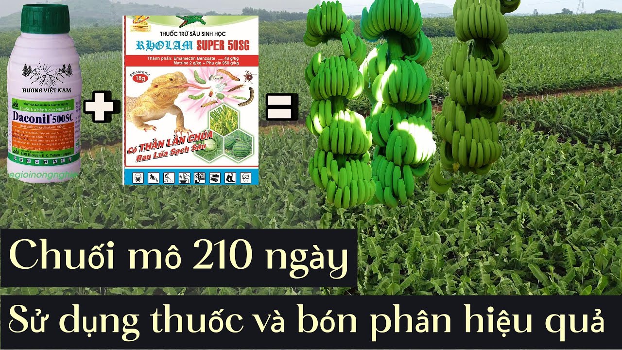 Chuối mô 210 ngày - Cách sử dụng thuốc phun chuối mô và cách bón phân cho cây chuối #chuối #banana