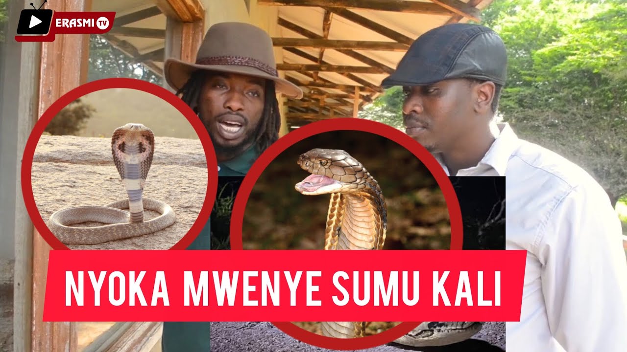 ROOM YA MWISHO NYOKA WENYE SUMU HATARI ZAIDI DUNIANI 