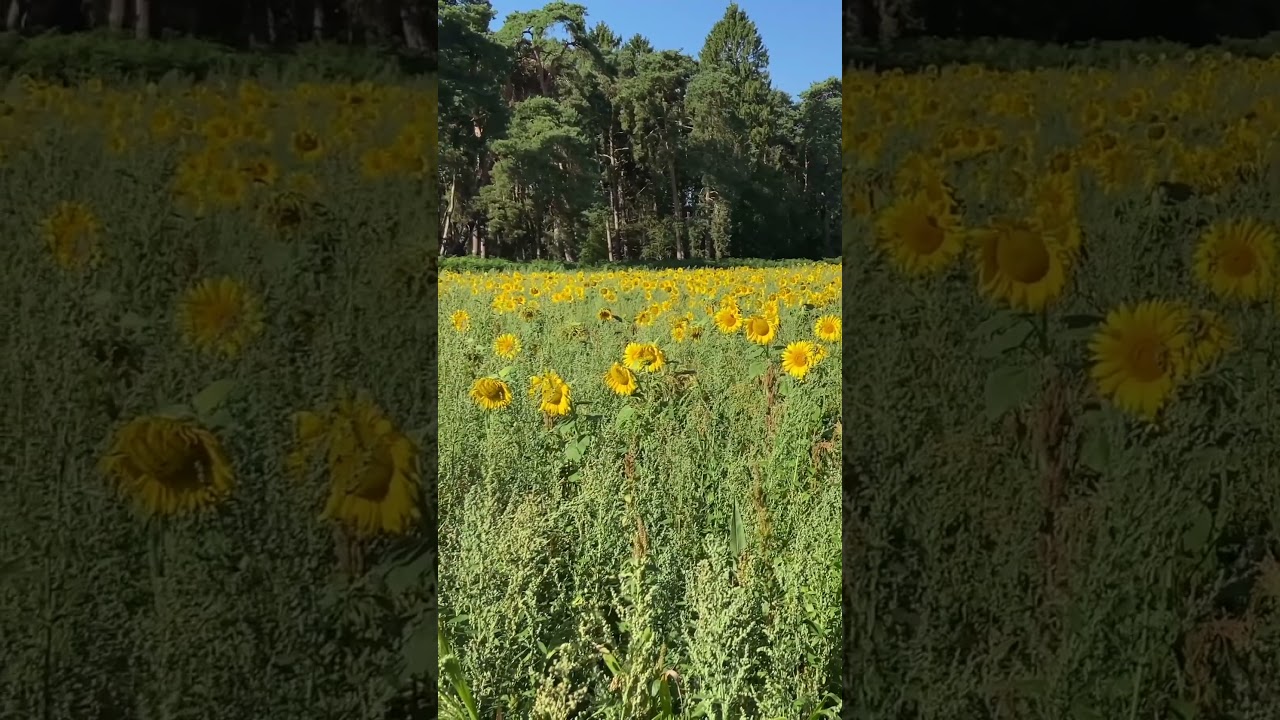 Sunflowers in Breckland #shorts