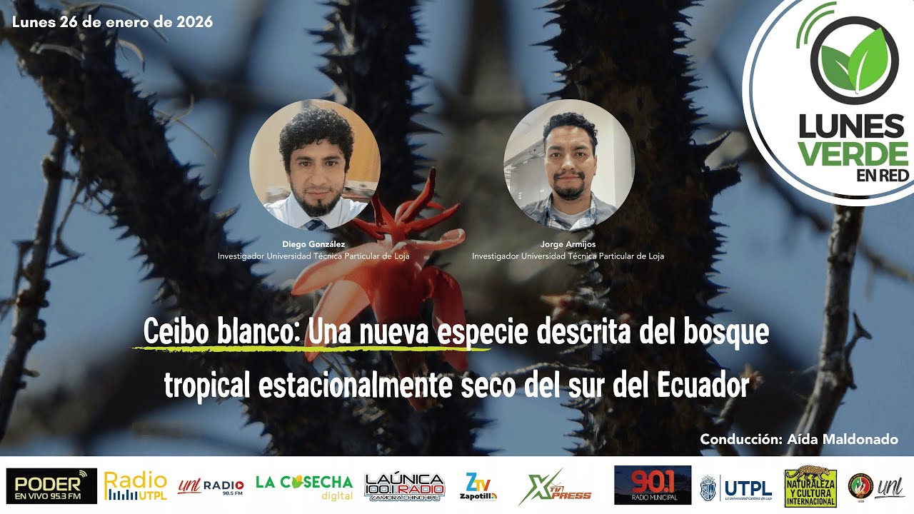Ceibo blanco: nueva especie descrita del bosque tropical estacionalmente seco del sur del Ecuador.