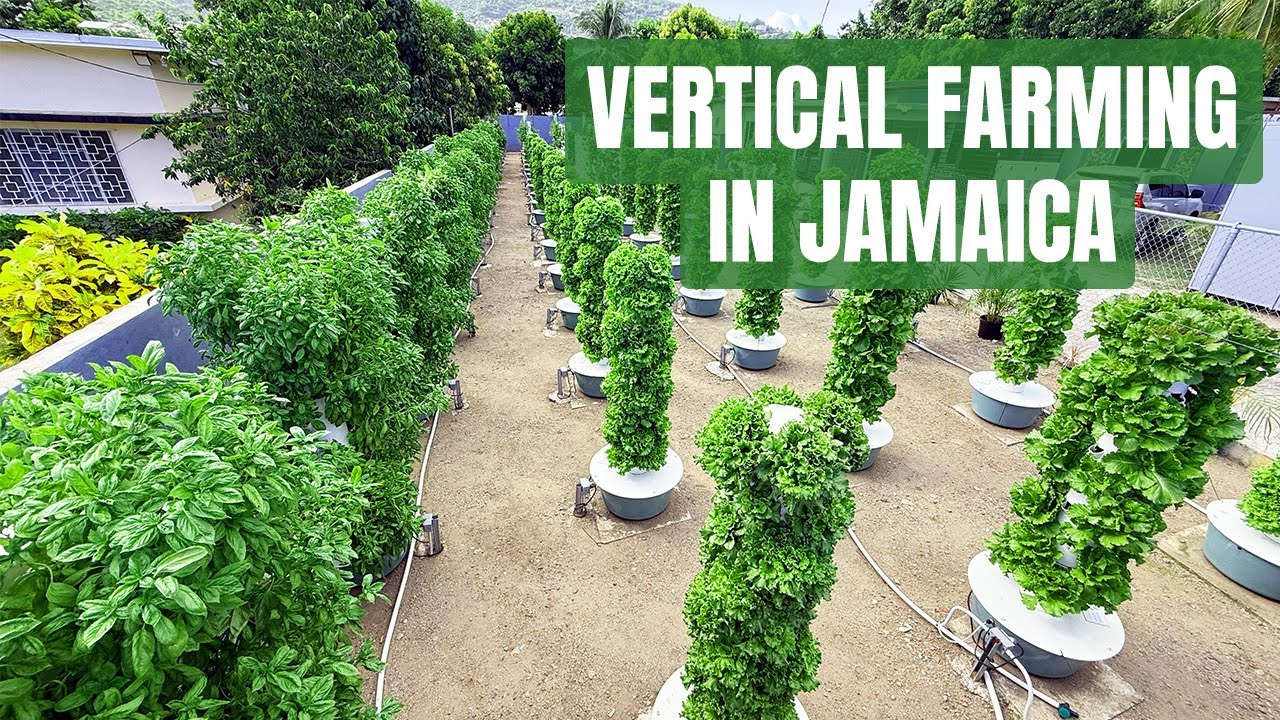 Farming Without Soil in the Tropics: How It Really Works