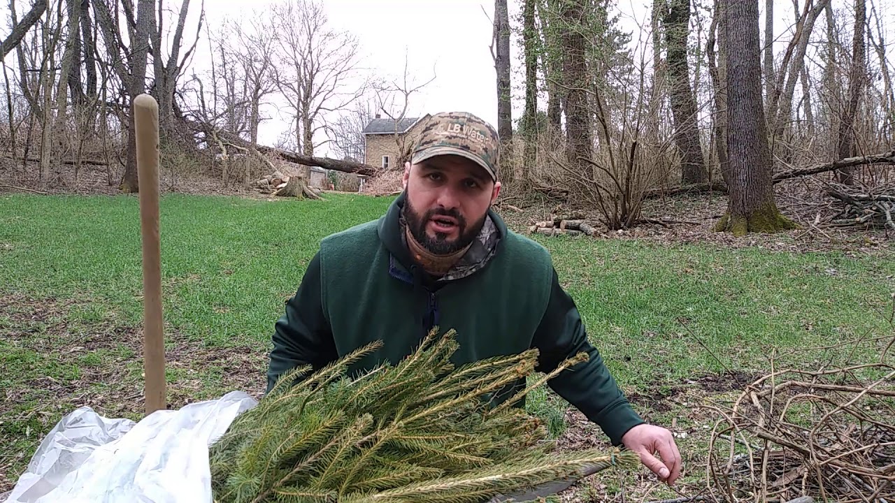 Planting Norway Spruce For Screening