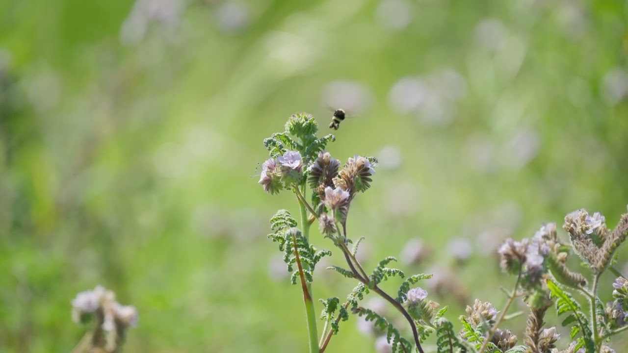 UCSB Lagoon Island Wildflowers - 2026